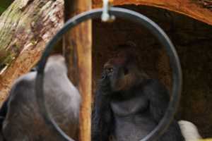 GORILLAS-22NOV22(5)